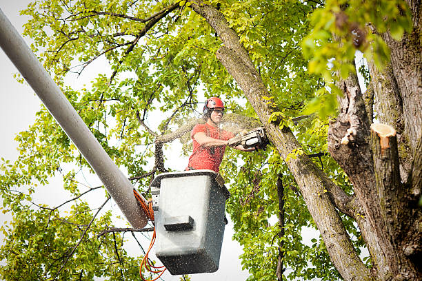 Reliable Moose Lake, MN Tree Services Solutions