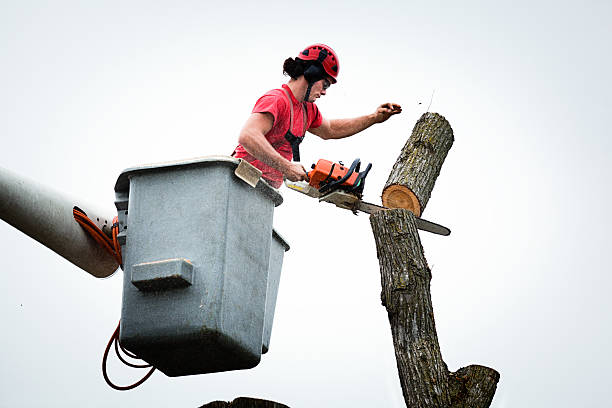 Best Seasonal Cleanup (Spring/Fall)  in Moose Lake, MN